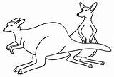 Kangaroo Kangur Kolorowanki Kangourou Cangurus Australien Canguro Canguros Pobrania Tudodesenhos Coloriages Colorier Malvorlagen Teamiran sketch template
