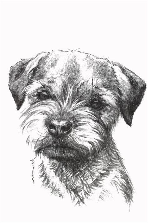 border terrier puppy coloring pages