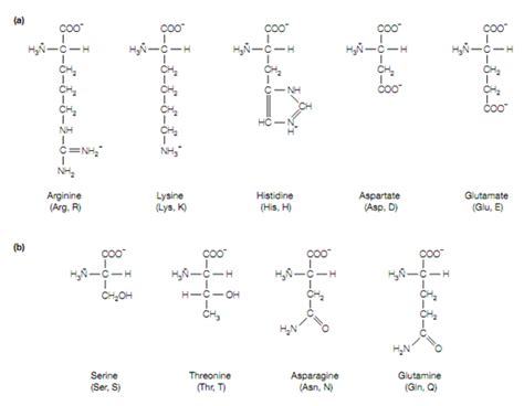 polar uncharged amino acids amino acids assignment