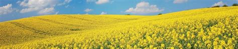 rapeseed productivity boost guidelines learn   grow