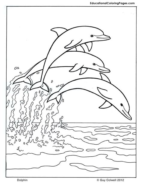 dolphin coloring animal coloring pages  kids