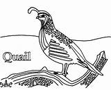 Coloring Pages Quail Realistic Drawing Choose Board Bird Quails Designs sketch template