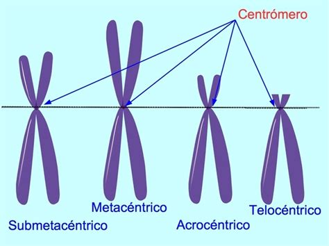 Cromosoma Partes Y Funciones Dinami