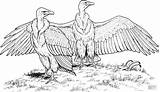 Vulture Colorare Grifone Buitres Disegno Rumped Vultures Avvoltoi Condor Gier Supercoloring Bengala Salvajes sketch template