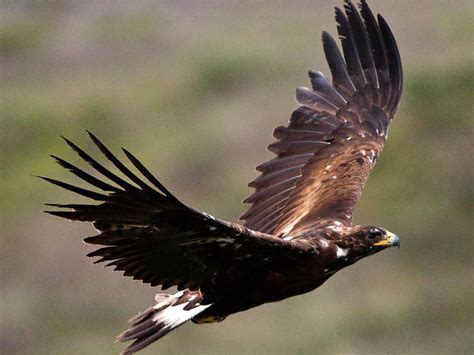 golden eagles migrating north  skies  pennsylvania heres