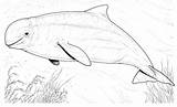 Beluga Whale Baleia Dolphin Whales Supercoloring Ausmalbild Mammals Balena Vorbei Schwimmt Sperm Dolphins sketch template