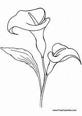 Lily Calla Drawing Flower Valley Line Drawings Simple Coloring Lilies Printable Flowers Pages Pencil Tattoo Book Google Lillies Clip Print sketch template