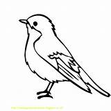 Mewarnai Burung Paud Lengkap Terjemah sketch template