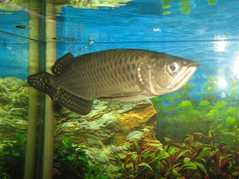 fish share gambar ikan hias arwana