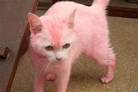 kitteh pink cat pink animals hot pink