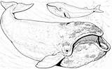Whale Bowhead Coloring Supercoloring Pages sketch template