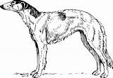 Borzoi Greyhound Perro Simpsons Similars Onlinelabels 4vector I2clipart Kisscc0 Mascota Gato sketch template