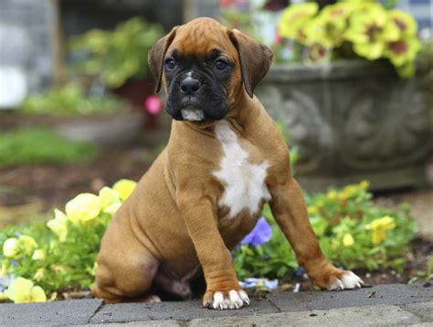 boxer dog info temperament puppies pictures