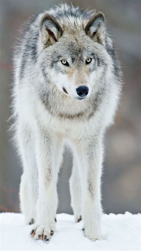 grey wolf quebec canada wolf s heart pinterest gray wolf wolf and quebec