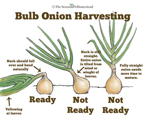 onions  ready  harvest planting onions