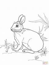 Coloring Hare Hares Marsh Mammals Cottontail sketch template