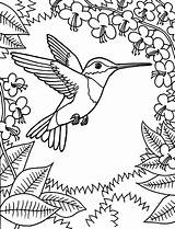 Hummingbird Simple Coloring Pages Template sketch template