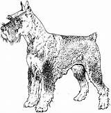 Schnauzer Dog Coloring Pages Breed Drawings Adult 1554 63kb sketch template