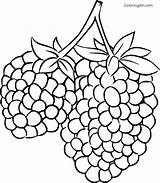 Blackberry Blackberries Coloringall sketch template