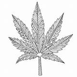 Marihuana Weed Marijuana Blatt Maconha Zentangle Folha Feuille Colorir Vektoren Vetor Linda Iconen Tuinieren Medicinale Kostenlosen sketch template