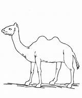 Camel Camels Bactrian Needle Coloring Template Kids Papan Pilih sketch template