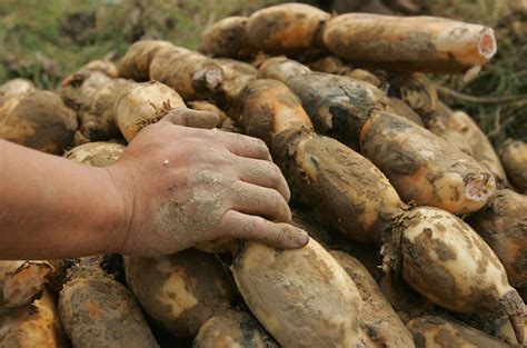 unusual root vegetables   havent heard  national globalnewsca