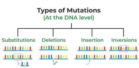 Types Of Mutations In Humans