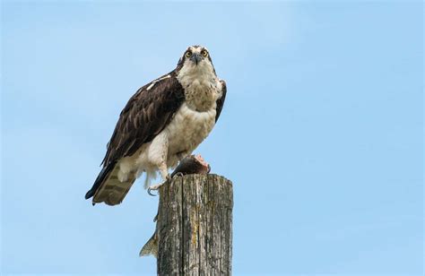 hawks  kentucky spot   birds  prey   bluegrass state