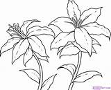 Drawing Draw Lilies Flower Flowers Line Lily Step Drawings Tiger Pencil Stargazer Simple Clipart Pyrography Getdrawings Clip Cartoon Dragoart Columbine sketch template