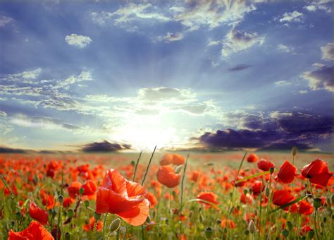 poppy fields wall mural and removable sticker