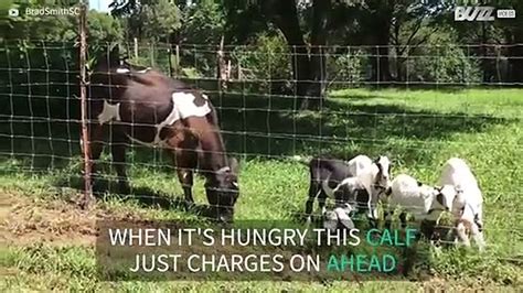 Goats Get Rammed By Hungry Calf Video Dailymotion