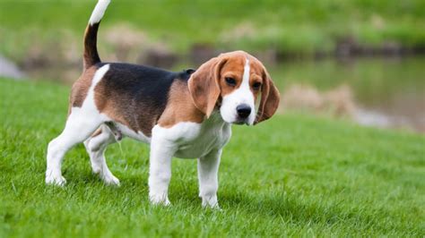 big  beagle dogs  dog food care