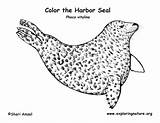 Seal Coloring Harbor Pages Exploringnature Fur sketch template