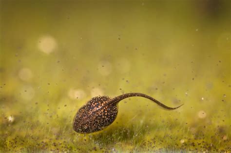How To Photograph Tadpoles | ePHOTOzine
