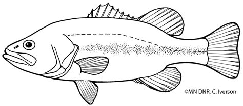 largemouth bass fish coloring pages images   finder