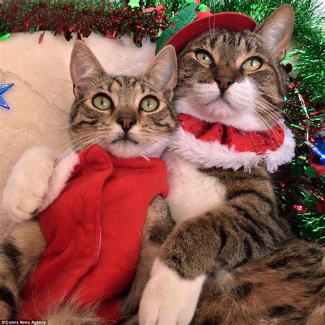 woman dresses up her cats for christmas in festive onesies daily mail