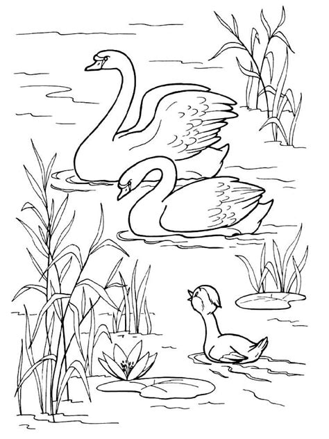 printable swan coloring pages coloring pages
