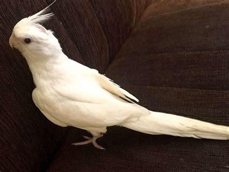 albino baby bird