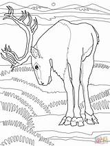 Caribou Coloring Deer Pages sketch template
