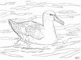 Coloring Albatross Getdrawings Shy sketch template