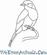 Roller Lilac Breasted Coloring Drawing Bird Draw Drawings Designlooter 350px 64kb Mosaic Google Ca Tutorial Print sketch template