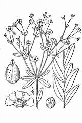 Breath Coloring Designlooter Spurge Flowering sketch template