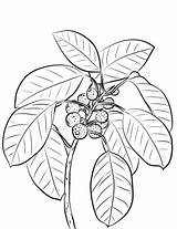 Ficus Coloring Var Superba Flowers Pages Categories Printable sketch template