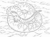 Rattlesnake Coloring Diamondback Eastern Printable Worksheets Supercoloring Via sketch template