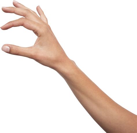 collection  png hands holding pluspng