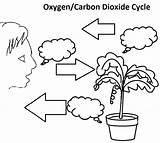 Oxygen Plant Carbon School Dioxide Bus Magic Plants Cycle Need Lesson Cycles Air Becker Trae Then sketch template