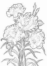 Coloring Flower Pages Carnation Ohio State Flowers Scarlet Printable Drawing Rose Drawings Hawaii Sheets Colouring Adult Getdrawings Wellness Maintaining Cardinal sketch template