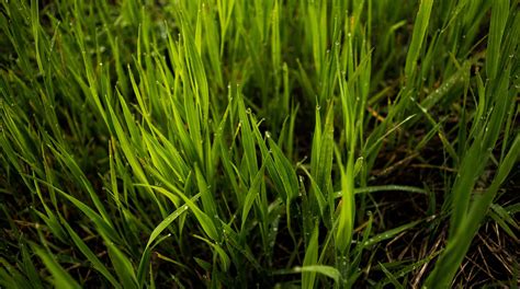 identify northern virginia grass types