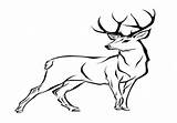 Whitetail Buck Drawing Deer Coloring Getdrawings sketch template