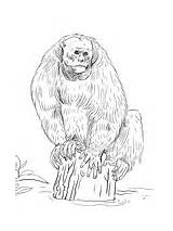 Uakari Coloring Bald Monkey Snow Macaque Japanese Tamarin Emperor Tree sketch template